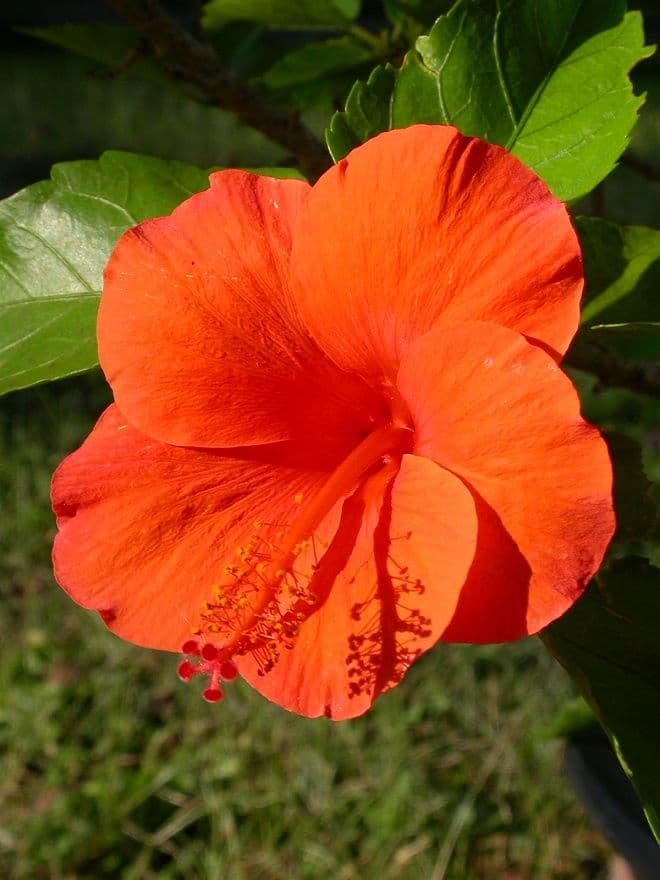 Chatham County Nc Agate