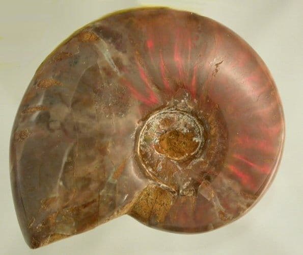 Ammonite