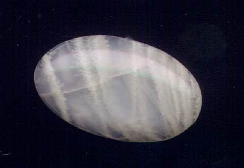 Moonstone
