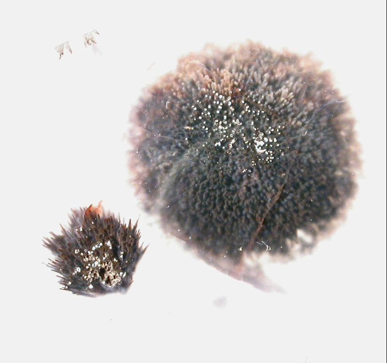 Valentines-day-gifts Amethyst